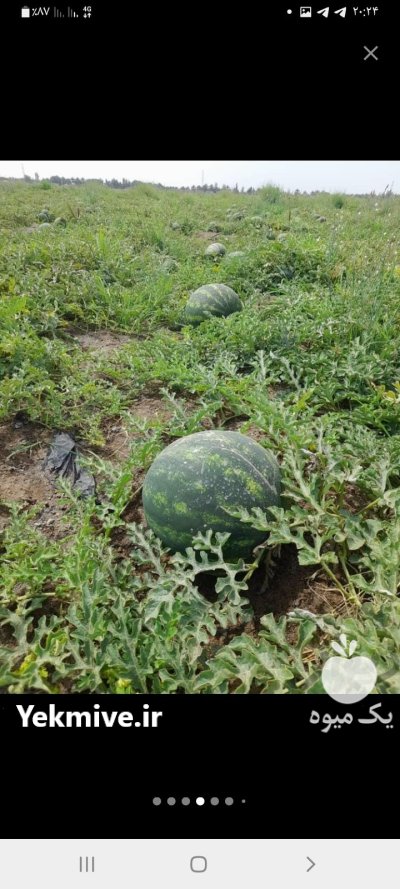 هندوانه ملون گوجه پیاز در گروه خرید و فروش هندوانه در یکمیوه -عکس1