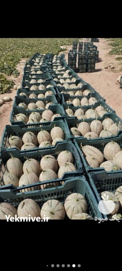 هندوانه ملون گوجه پیاز در گروه خرید و فروش هندوانه در یکمیوه -عکس3