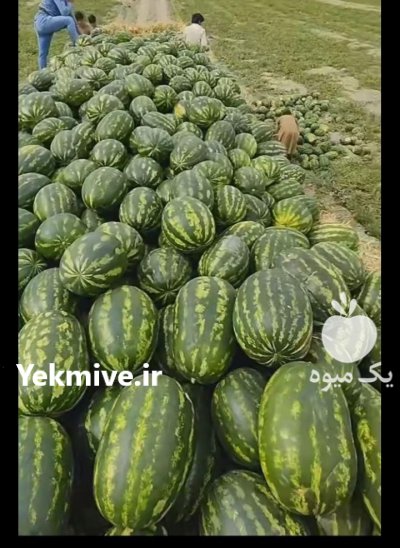 هندوانه ملون گوجه پیاز در گروه خرید و فروش هندوانه در یکمیوه -عکس4
