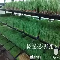 فروش بهترین قیمت سینی علوفه در کرمان  در گروه خرید و فروش دستگاه علوفه در یکمیوه