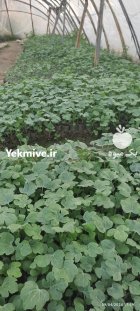 نهال هندوانه بذر های توکیتا_میک در گروه خرید و فروش هندوانه در یکمیوه