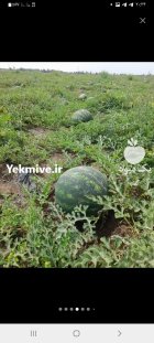 هندوانه ملون گوجه پیاز