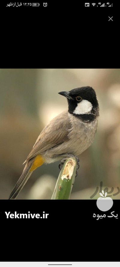 خریدار بلبل خرما ماده در تبریز در گروه خرید و فروش انواع پرنده در یکمیوه -عکس1