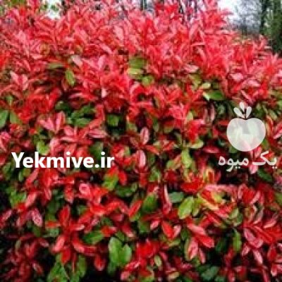 نهال درخت فوتونیا سه رنگ پیوندی در اصفهان در گروه خرید و فروش نهال در یکمیوه -عکس1