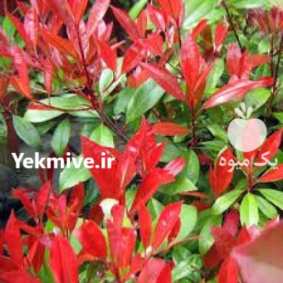 نهال درخت فوتونیا سه رنگ پیوندی در اصفهان در گروه خرید و فروش نهال در یکمیوه -عکس2