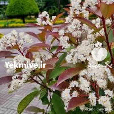 نهال درخت فوتونیا سه رنگ پیوندی در اصفهان در گروه خرید و فروش نهال در یکمیوه -عکس3