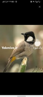 خریدار بلبل خرما ماده در تبریز در گروه خرید و فروش انواع پرنده در یکمیوه