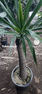 آگهی مشابه بونسای یوکا ریشه پر تنه دار در قائم شهر در گروه خرید و فروش انواع گل در یکمیوه