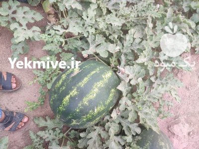 فروش هندوانه میکادو گرد درجه یک در رودبار در گروه خرید و فروش هندوانه در یکمیوه -عکس1