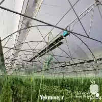 قیمت خرید گرمایش گازی گلخانه در تهران در گروه خرید و فروش تجهیزات گلخانه در یکمیوه