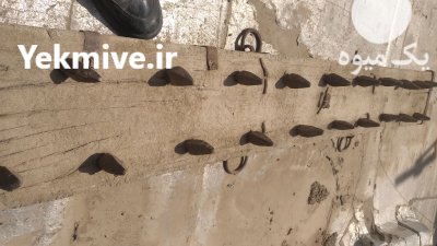 شخم زن چوبی در گروه خرید و فروش دستگاه شخم زن در یکمیوه -عکس2