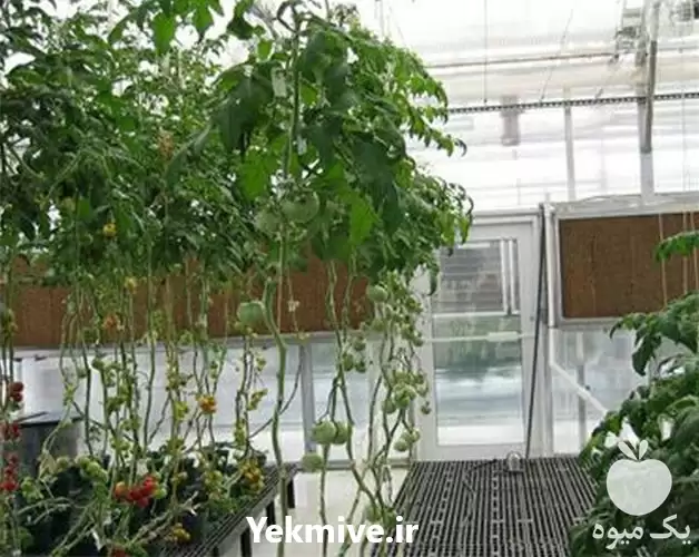 فروش پد سلولزی گلخانه در ساری در گروه خرید و فروش تجهیزات گلخانه در یکمیوه -عکس1