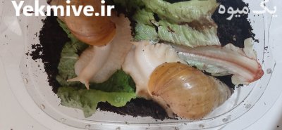 فروش حلزون در سایز مختلف در گروه انواع محصولات شیلات در یکمیوه -عکس1