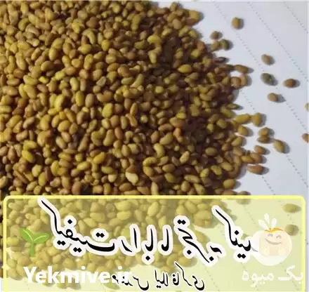 قیمت خرید بذر یونجه دیم اصل در تبریز در گروه خرید و فروش بذر یونجه در یکمیوه -عکس1