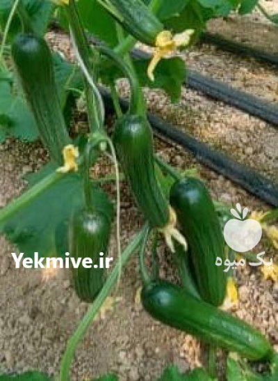 خیار درختی در شهرکرد در گروه خرید و فروش خیار در یکمیوه -عکس1