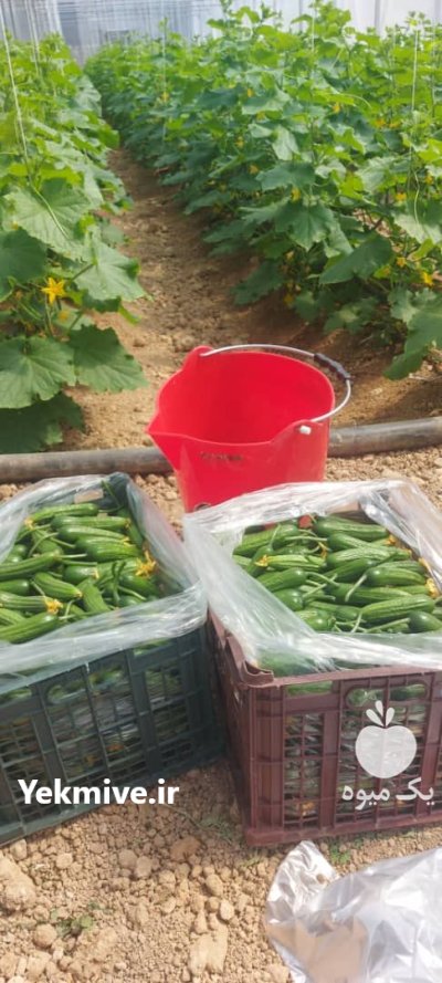 خیار درختی در شهرکرد در گروه خرید و فروش خیار در یکمیوه -عکس2