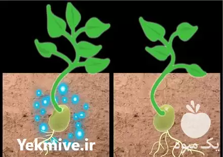 تولید فروش ابر جاذب آب نانو در تهران در گروه انواع محصولات خاک و تغذیه در یکمیوه -عکس1