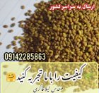 فروش بذر یونجه آبی و دیمی در گروه خرید و فروش بذر یونجه در یکمیوه