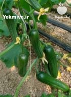 خیار درختی در شهرکرد در گروه خرید و فروش خیار در یکمیوه