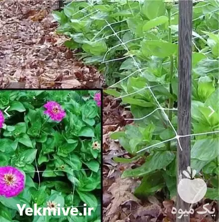 قیمت خرید توری نگهدارنده جداکننده گیاهان در تهران در گروه خرید و فروش توری گلخانه در یکمیوه -عکس1