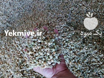 خرید و فروش خارمریم ثعلب در گنبد کاووس در گروه خرید و فروش گیاهان دارویی در یکمیوه -عکس1