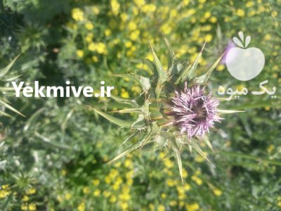 خرید و فروش خارمریم ثعلب در گنبد کاووس در گروه خرید و فروش گیاهان دارویی در یکمیوه -عکس2