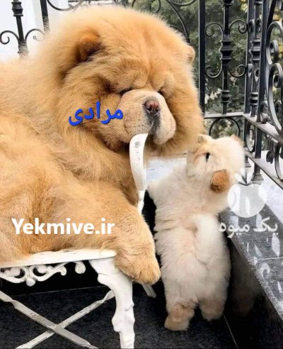 قیمت سگهای چاوچاو وارداتی و سلطنتی در گروه سگ و گربه در یکمیوه -عکس2