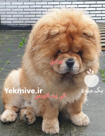 قیمت سگهای چاوچاو وارداتی و سلطنتی در گروه سگ و گربه در یکمیوه -عکس1