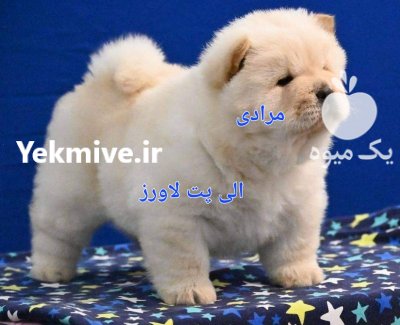 قیمت سگهای چاوچاو وارداتی و سلطنتی در گروه سگ و گربه در یکمیوه -عکس4