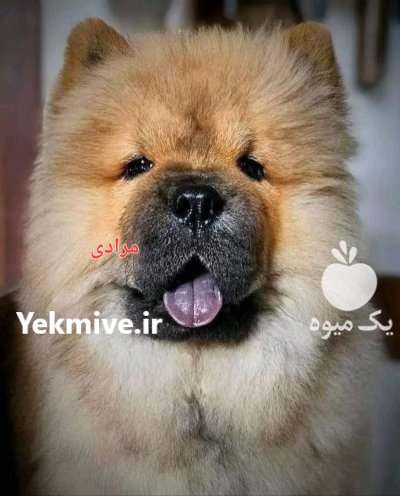 قیمت سگهای چاوچاو وارداتی و سلطنتی در گروه سگ و گربه در یکمیوه -عکس3