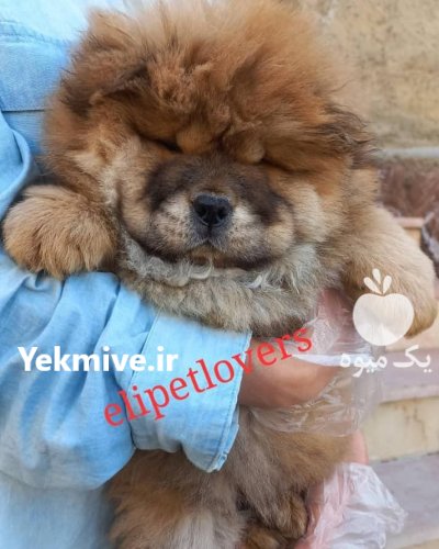 چاوچاو سفید اصیل چاوچاو توله چمپیون در تهران در گروه سگ و گربه در یکمیوه -عکس2
