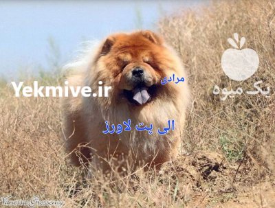 چاوچاو سفید اصیل چاوچاو توله چمپیون در تهران در گروه سگ و گربه در یکمیوه -عکس4