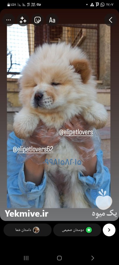 چاوچاو سفید اصیل چاوچاو توله چمپیون در تهران در گروه سگ و گربه در یکمیوه -عکس3