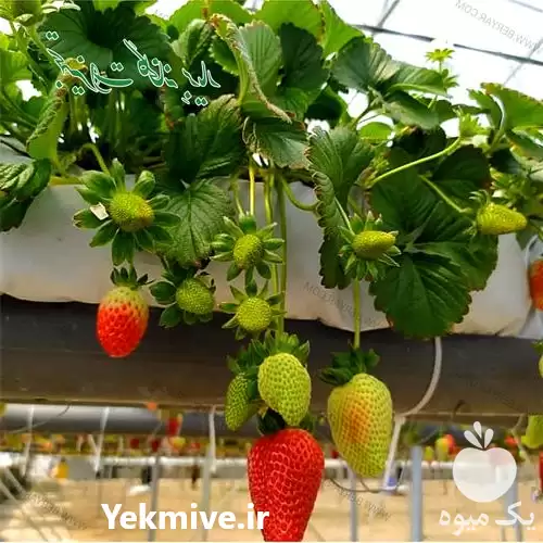 قیمت خرید گروبگ توت فرنگی ساده در تهران در گروه خرید و فروش بسته بندی نایلونی در یکمیوه -عکس1