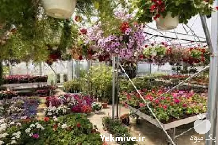 فروش بستر کشت نشا در اصفهان در گروه خرید و فروش نشا در یکمیوه -عکس1