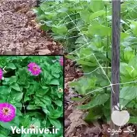 قیمت خرید توری نگهدارنده جداکننده گیاهان در تهران در گروه خرید و فروش توری گلخانه در یکمیوه