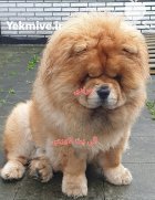 قیمت سگهای چاوچاو وارداتی و سلطنتی