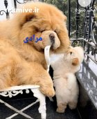 چاوچاو سفید اصیل چاوچاو توله چمپیون در تهران