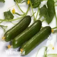 فروش گروبگ خیار گلخانه هیدروپونیک در گروه خرید و فروش بسته بندی نایلونی در یکمیوه