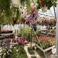 فروش بستر کشت نشا در اصفهان در گروه خرید و فروش نشا در یکمیوه