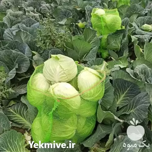 فروش خرید انواع پیاز و کلم در گروه خرید و فروش پیاز در یکمیوه -عکس1