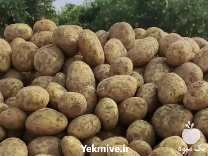 خرید و فروش عمده سیب زمینی در تهران در گروه خرید و فروش سیب زمینی در یکمیوه -عکس1