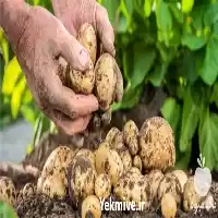 قیمت خرید سیب زمینی بذر اگریا در گروه خرید و فروش سیب زمینی در یکمیوه