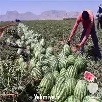 خرید و فروش عمده هندوانه بازرگانی در کرمان  در گروه خرید و فروش هندوانه در یکمیوه