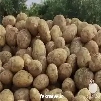 خرید و فروش عمده سیب زمینی در تهران در گروه خرید و فروش سیب زمینی در یکمیوه