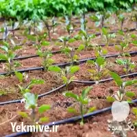 قیمت خرید تولید نوار تیپ در شیراز در گروه خرید و فروش نوار تیپ در یکمیوه