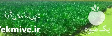 فروش نهال پسته در مهر در گروه خرید و فروش نهال پسته در یکمیوه -عکس1