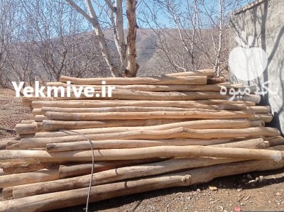 فروش چوب گردو و کبوده در شهرکرد در گروه خرید و فروش انواع چوب در یکمیوه -عکس1