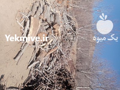 فروش چوب گردو و کبوده در شهرکرد در گروه خرید و فروش انواع چوب در یکمیوه -عکس2