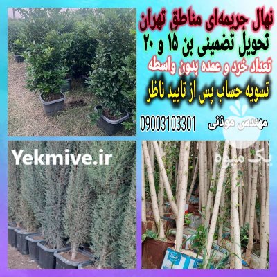انواع نهال زینتی غیر مثمر فضای در گروه خرید و فروش نهال در یکمیوه -عکس2